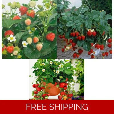 Strawberries
